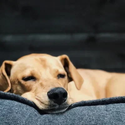 cane-divano-copertina